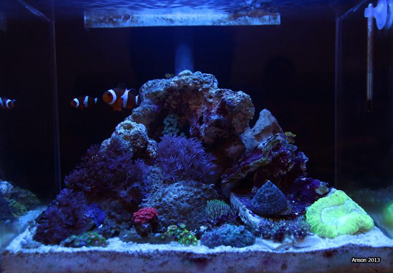 1ft Pico Reef tank