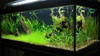 4 ft plant tank