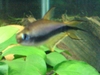 Emperor Tetra