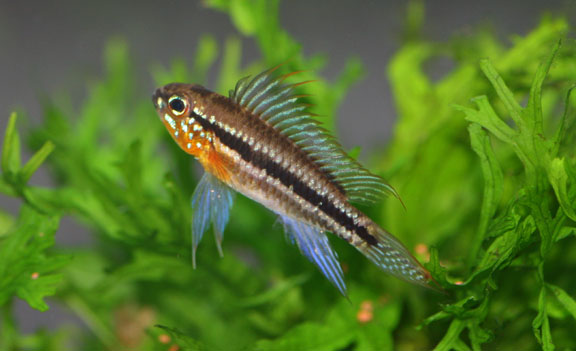 Apistogramma bitaeniata