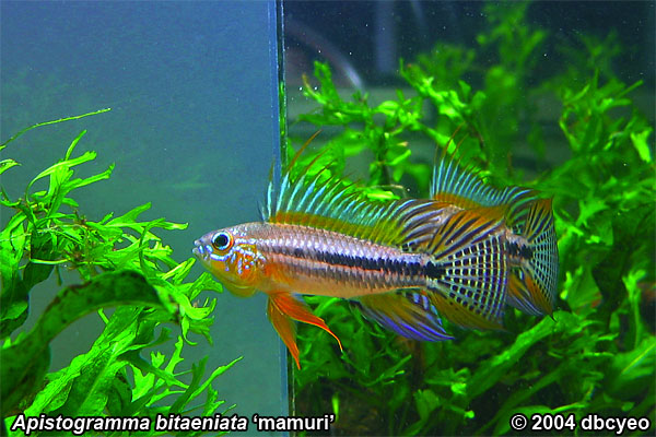 Apistogramma bitaeniata 'mamuri'