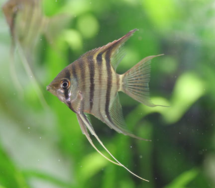 Pterophyllum leopoldi