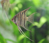 Pterophyllum leopoldi