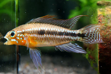 Apistogramma bitaeniata 196168