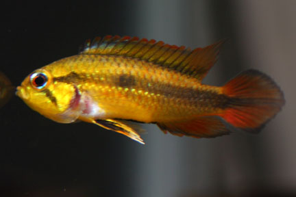 Apistogramma agassizii - female