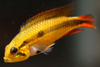 Apistogramma agassizii - female2