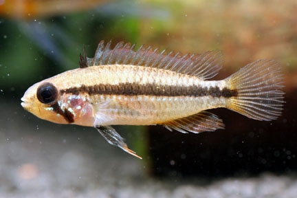 Apistogramma bitaeniata - female