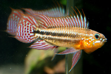 Apistogramma bitaeniata - flaring