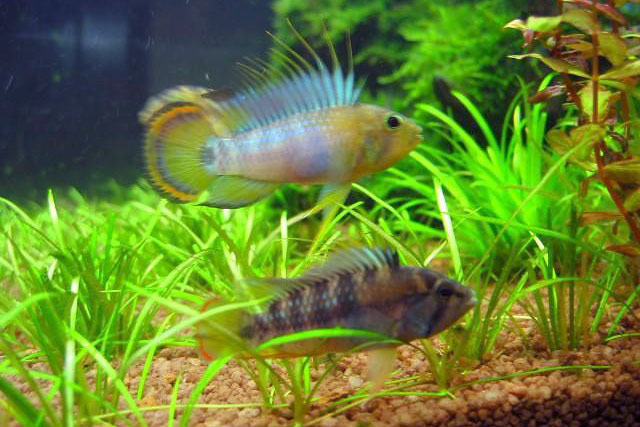 Apistogramma baenschi 'Inka'