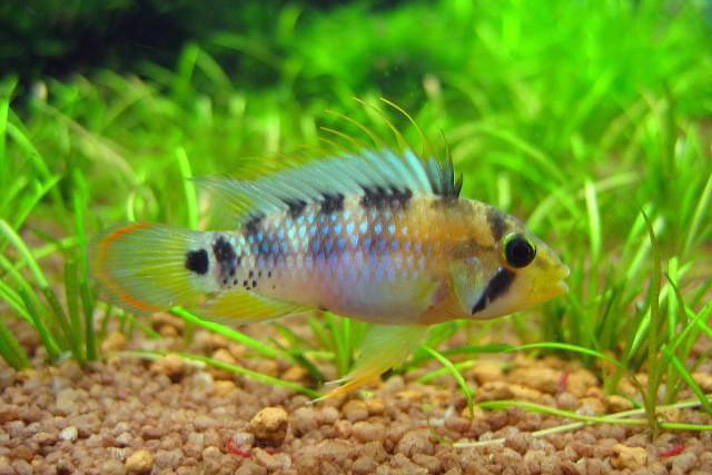 Apistogramma baenschi 'Inka'