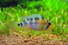 Apistogramma baenschi 'Inka'