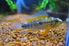 Apistogramma sp.