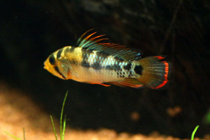 Fish Collection