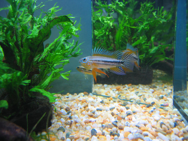 Apistogramma bitaeniata 'mamore'