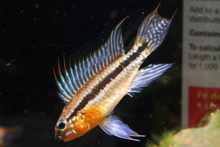 Apistogramma bitaeniata- relaxed