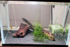 Dwarf Cichlid tank 1