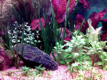 My201st20planted