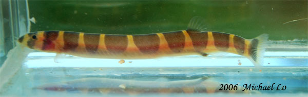 Loach collecting trip