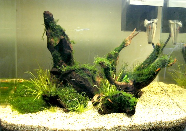 cherry shrimp tank