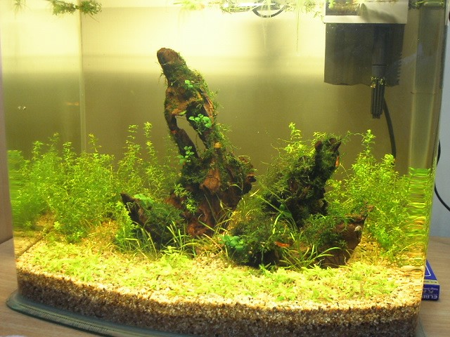 cherry shrimp tank