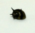 Snail