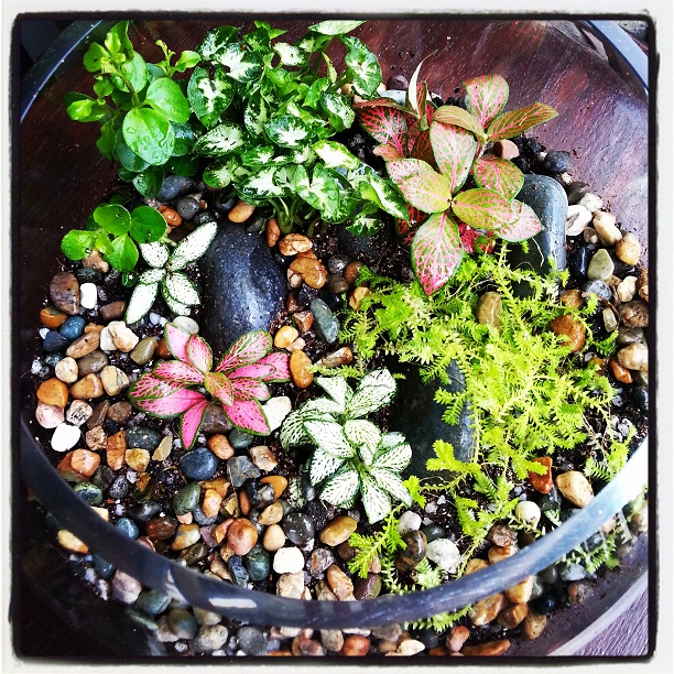 Fish Bowl Terrarium