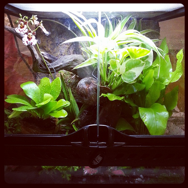 Virgin Vivarium