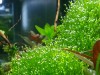 Riccia pearling