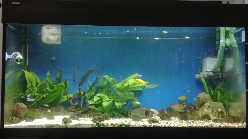 3 ft planted tank