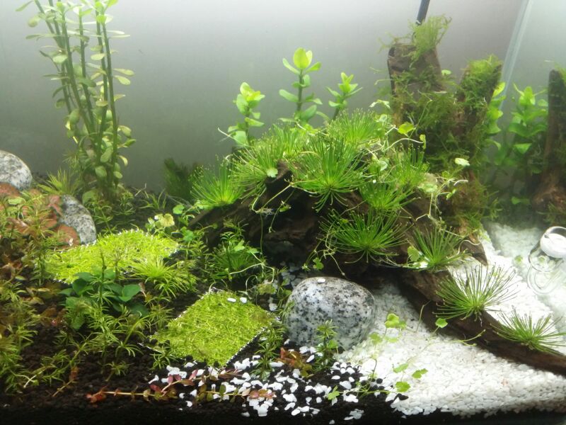 My first planted tank