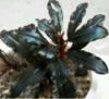 Bucephalandra Brownie Series