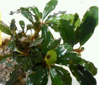 Bucephalandra Brownie Series