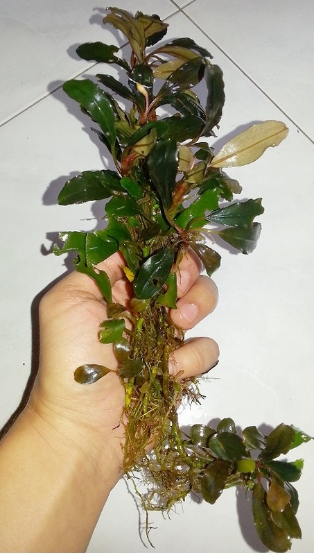 Bucephalandra Clumps