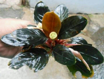 Bucephalandra Clumps