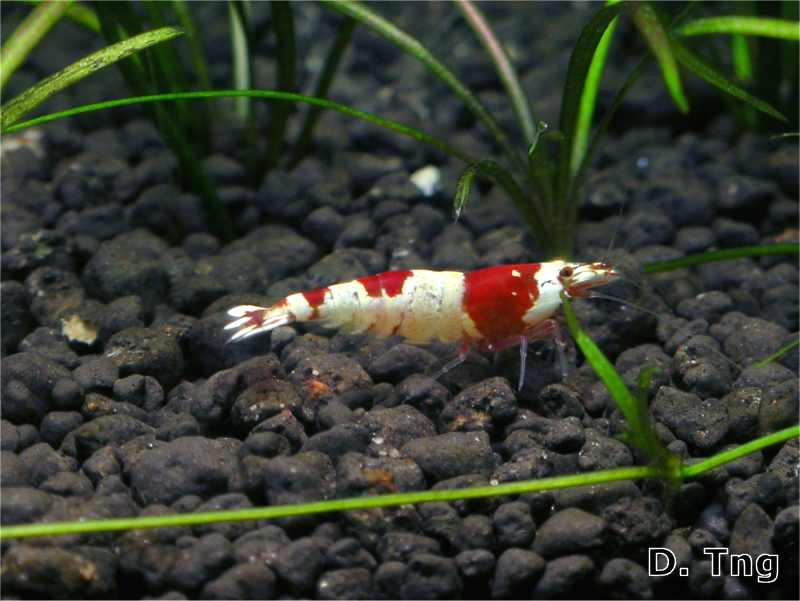 Crystal Red Shrimp -- Hinomaru