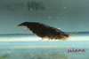 Coco Shrimp