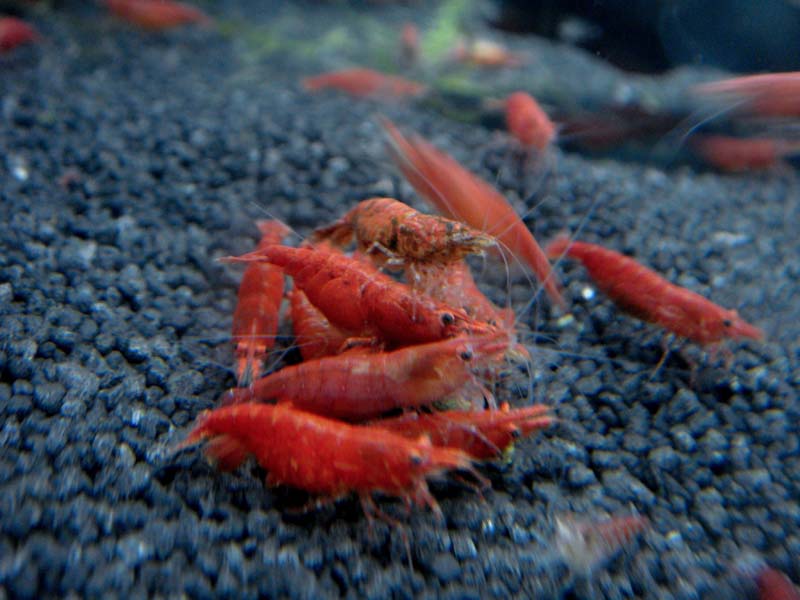 Fire Red Shrimp