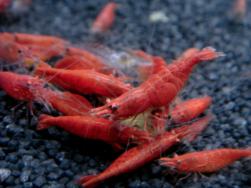 Fire Red Shrimp