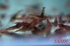 Hawaiian Red Shrimp