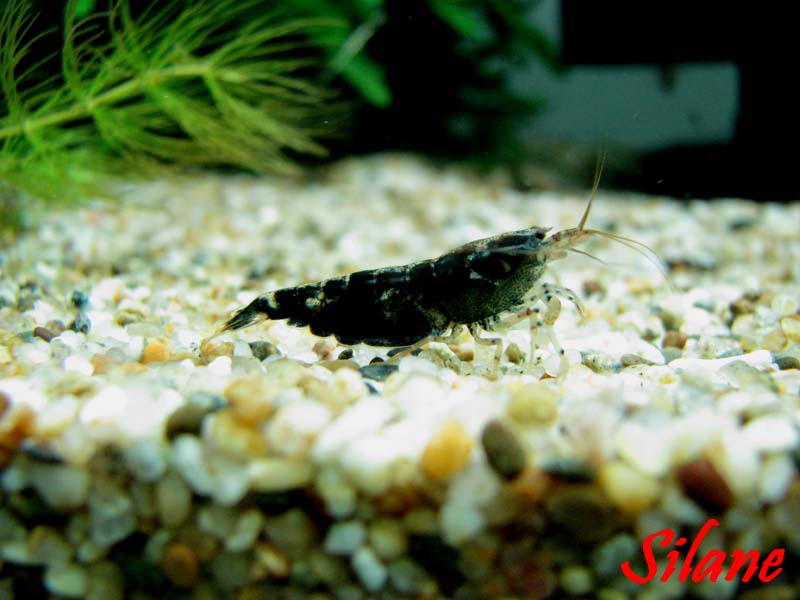 Marble Shrimp