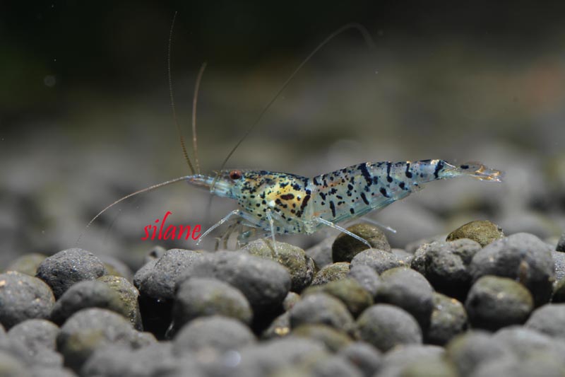 Ocelot Shrimp