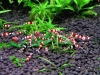 Crystal Red Shrimp