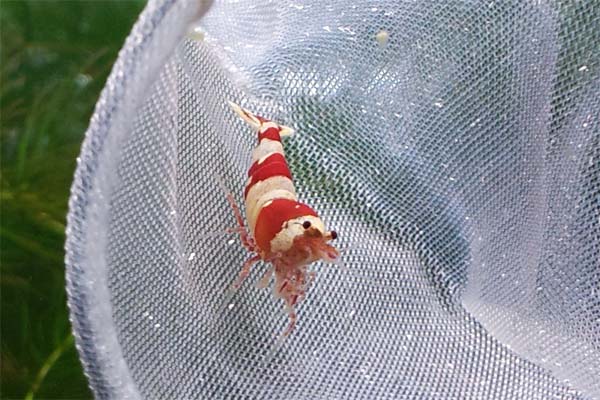 Silane Red Bee Shrimp