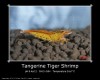 Tiger Shrimp