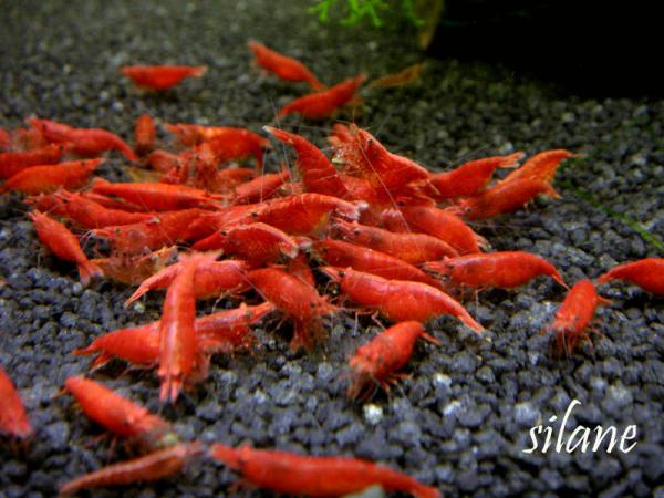 Taiwan Fire Red Shrimp