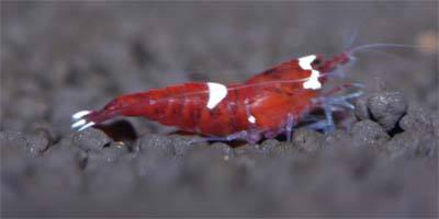 Wine Red Shrimp