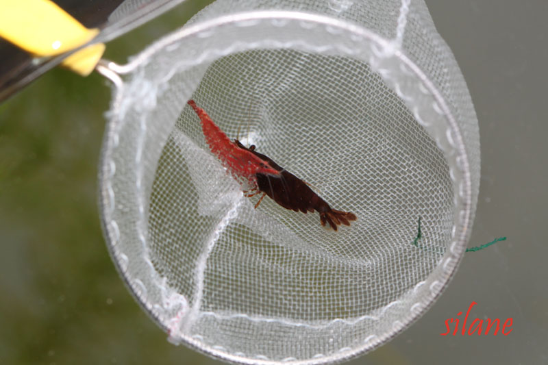 Yet Another Wine Red Shrimp???