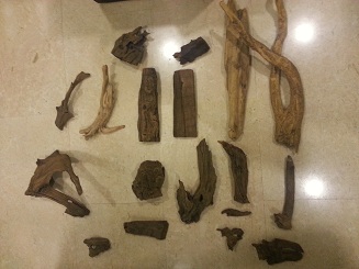 Drift wood to grow riccia