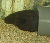 Black ghost knife fish - FOC