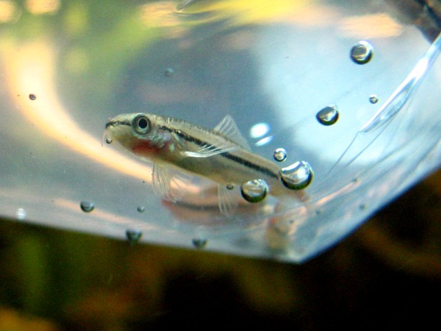 Unidentified Juvenile Loach